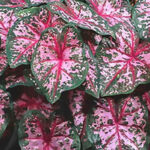 Caladium Calypso