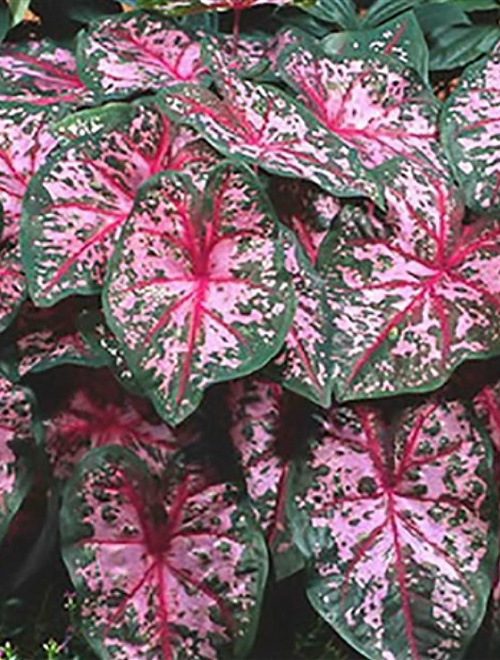 Caladium Calypso