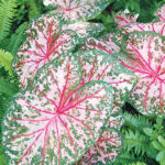 Caladium Carolyn Whorton