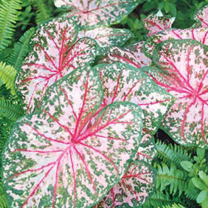 Caladium Carolyn Whorton