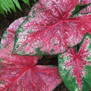 Caladium Fire Chief