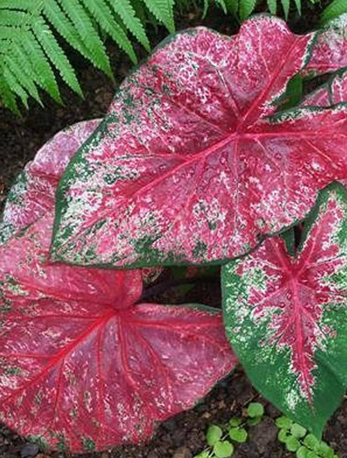 Caladium Fire Chief