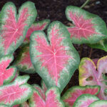 Caladium Rose Glow