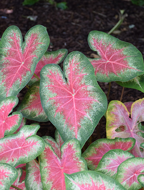 Caladium Rose Glow