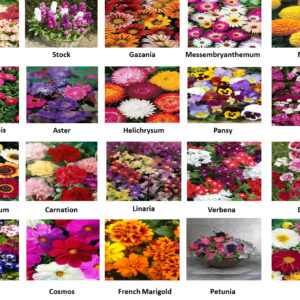 Winters Flower Deal