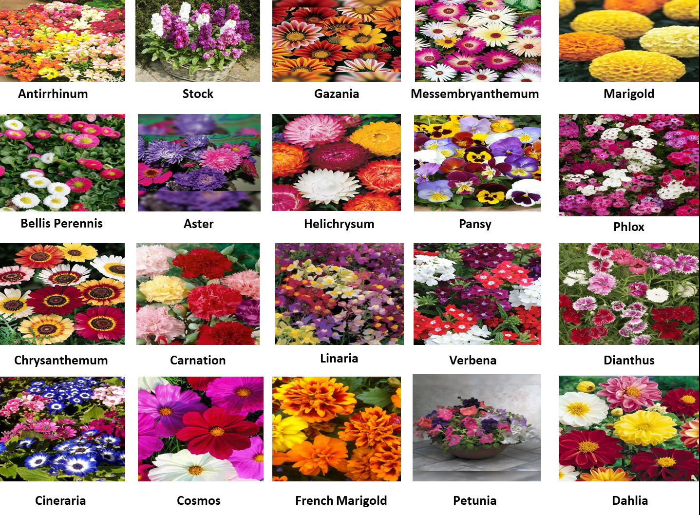 Winters Flower Deal